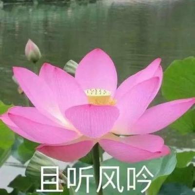 南京清明节长江公祭：放飞气球江中撒花寄托哀思